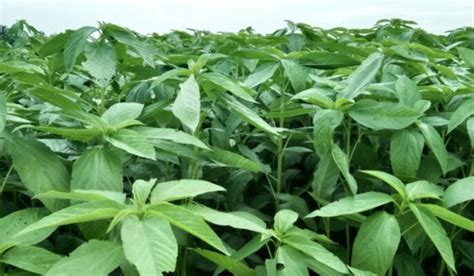 SALUYOT (Corchorus Capsularis) .